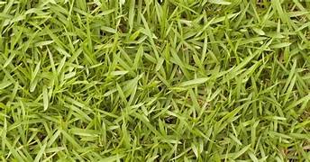 Bermuda Grass Seeds | Lawn & Garden Grass Seeds | Perfect For Home Garden, Terrace & Outdoor